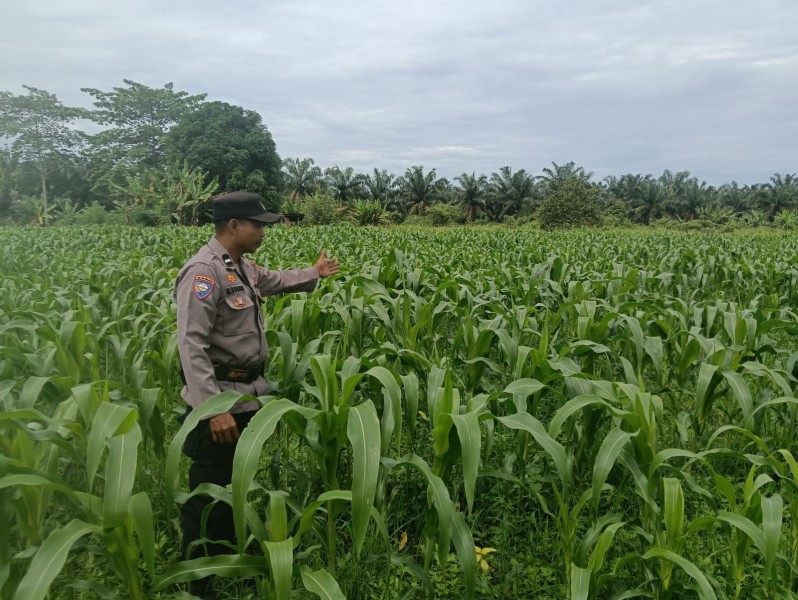 Polri Dukung Ketahanan Pangan, Bhabinkamtibmas dan Petani Pantau Pertumbuhan Jagung Pipil di TPTM