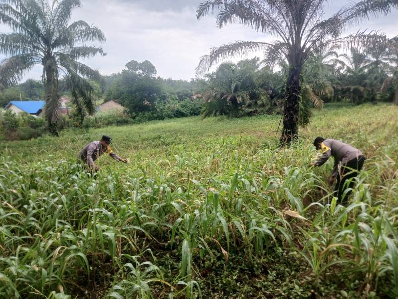 Polsek Bagan Sinembah Kawal Ketahanan Pangan, Pertumbuhan Jagung Dipantau Intensif, Dukung Misi Swasembada Nasional