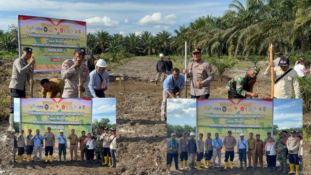 Polsek Pujud Ikut Sukseskan Program Ketahanan Pangan Nasional, Gelar Penanaman Jagung Serentak di Lahan PT Cahaya Amal Gemilang