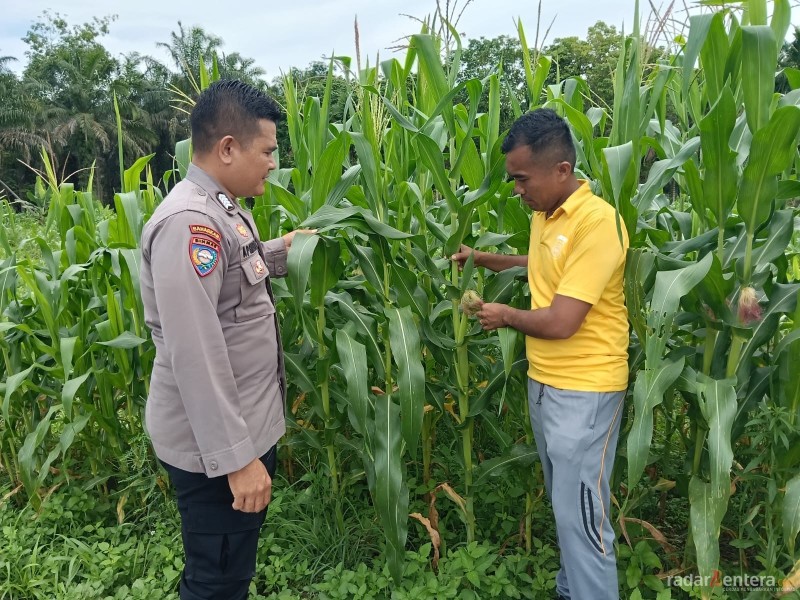 Kapolsek TPTM Turun ke Lahan Ketahanan Pangan, Cek Jagung yang Mulai Berbuah