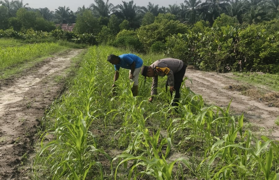 Bhabinkamtibmas Polsek Bukit Kapur Pantau Perkembangan Jagung, Perkuat Program Ketahanan Pangan Nasional