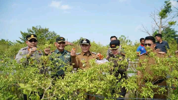 Bupati Lamsel Bersama Forkompimda Tanam Bawang Sekaligus Panen Semangka di Kebun Edukasi