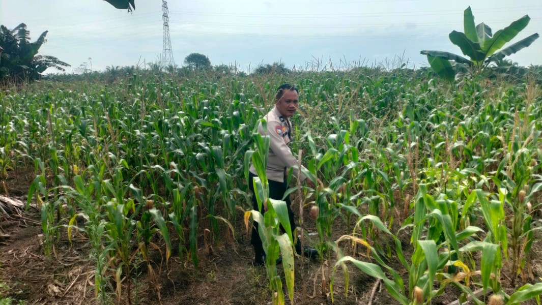 Lahan Ketahanan Pangan Polsek TPTM Berbuah Hasil, Jagung Tumbuh Sehat dan Produktif