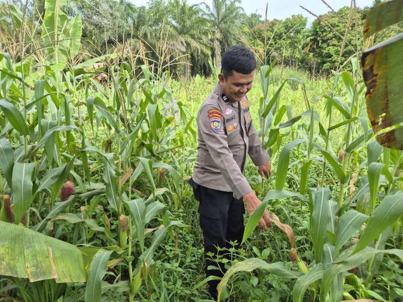 Polsek Tanah Putih Tanjung Melawan Pantau Perkembangan Jagung, Dukung Program Ketahanan Pangan Nasional