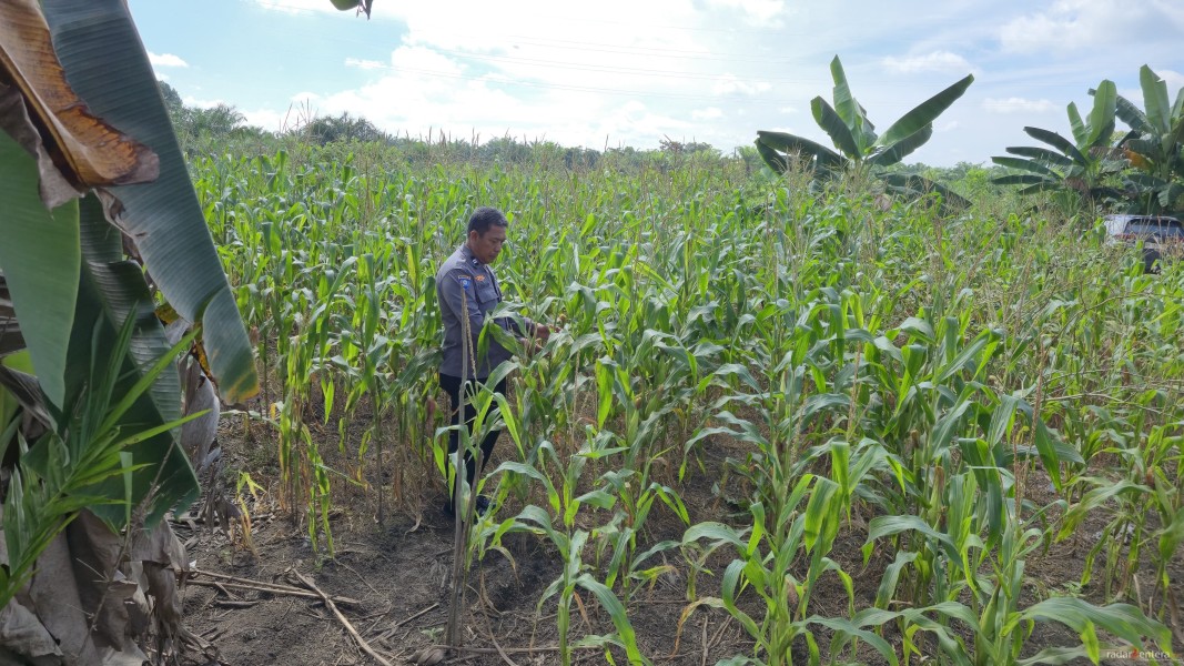 Polsek Tanah Putih Tanjung Melawan Pastikan Jagung Ketahanan Pangan Tumbuh Optimal