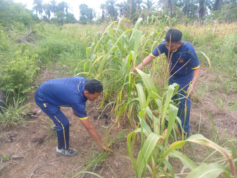Dukung Asta Cita Presiden, Polsek Bagan Sinembah Intensif Pantau Pertumbuhan Jagung Program Ketahanan Pangan