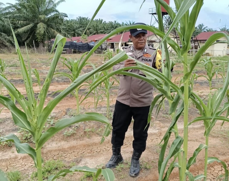 Bhabinkamtibmas Polsek Pujud Cek Perkembangan Lahan Jagung Ketahanan Pangan di Tanjung Medan