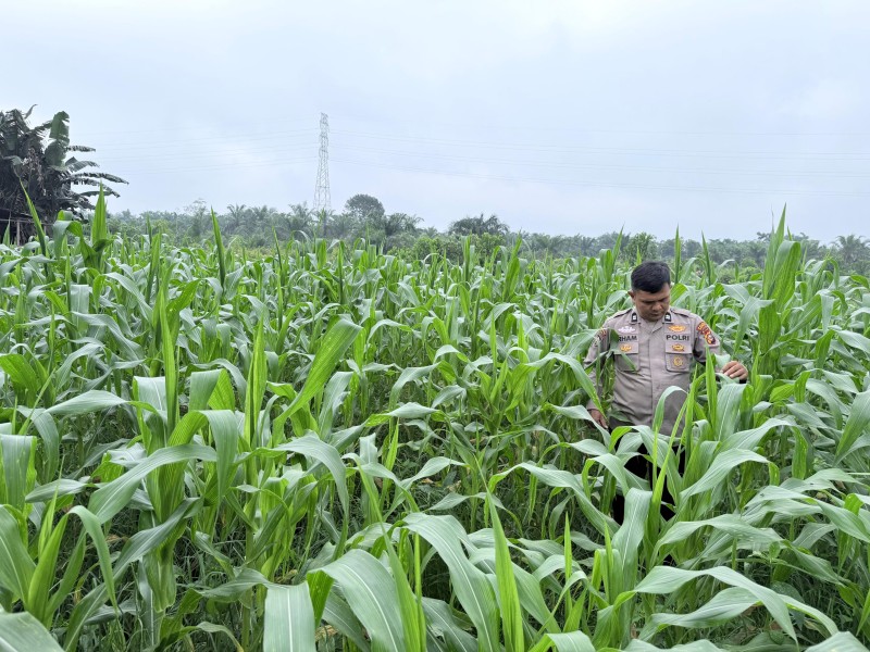 Polsek Tanah Putih Tanjung Melawan Cek Perkembangan Tanaman Jagung Program Ketahanan Pangan