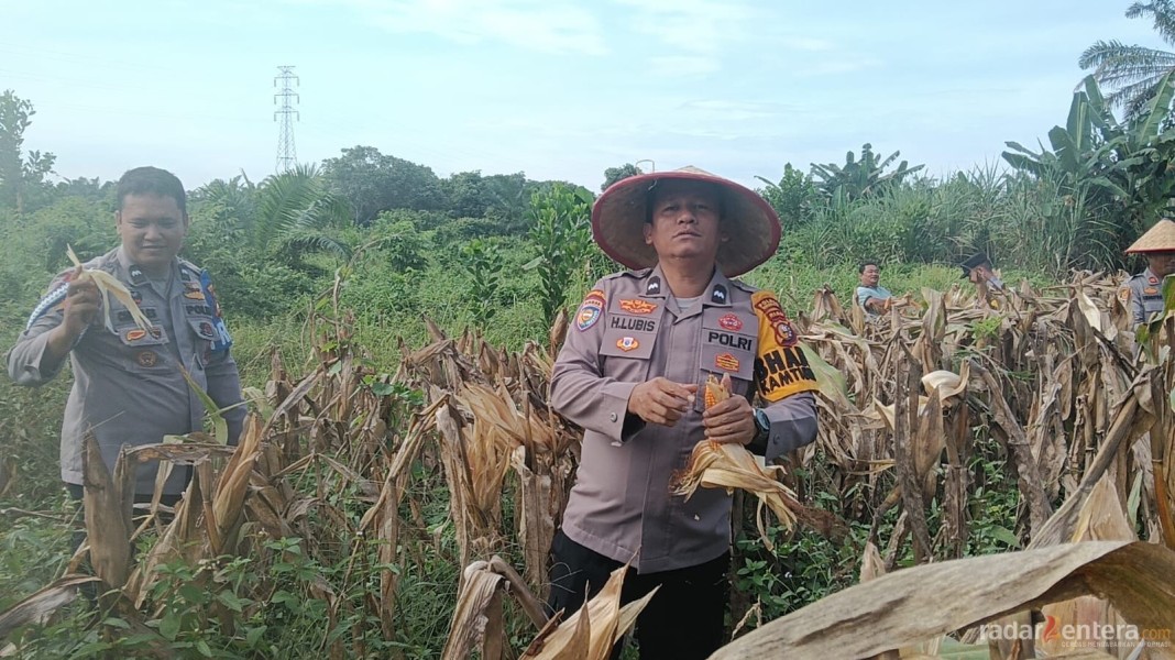 Panen Raya Jagung di Rohil, Polsek TPTM Sumbang 500 Kilogram untuk Ketahanan Pangan Nasional