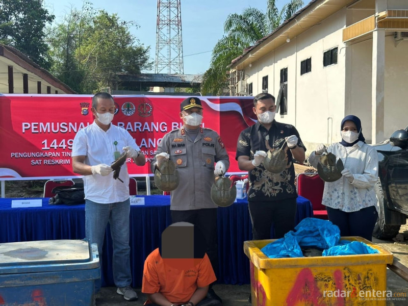 Belangkas Satwa Liar yang Dilindungi Hasil Tangkapan Polsek Panipahan Dimusnahkan di Mapolres Rohil