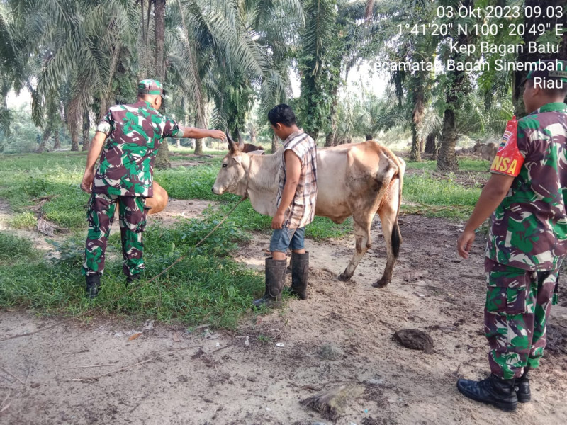 Pantau Kesehatan Ternak Warga, Babinsa Koramil 03/Bgs Pastikan Sapi Bebas PMK