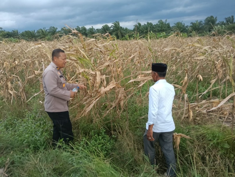 25 Hektare Lahan Disiapkan untuk Program Jagung, Polsek TPTM Cek Kesiapan Lahan