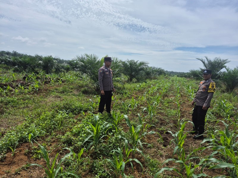 Polsek Bagan Sinembah Cek Lahan Jagung Ketahanan Pangan Demi Panen Maksimal