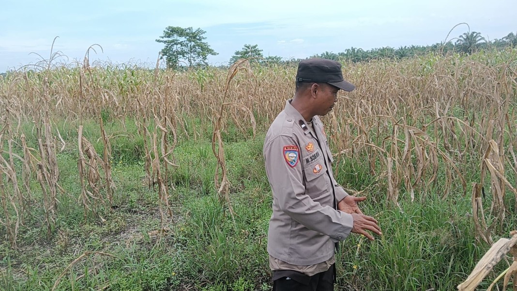 Dukung Ketahanan Pangan Nasional, Bhabinkamtibmas Kepenghuluan Mesah Cek Pertumbuhan Jagung Pipil di Lahan 10 Hektare