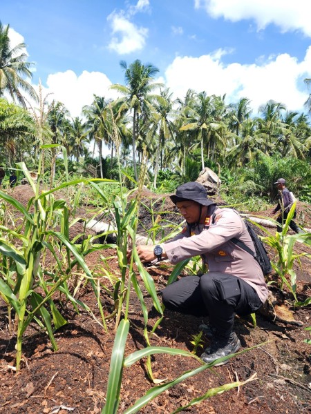 Dukung kedaulatan Pangan Nasional Polsek Palika Tinjau Pertumbuhan Jagung Pipil