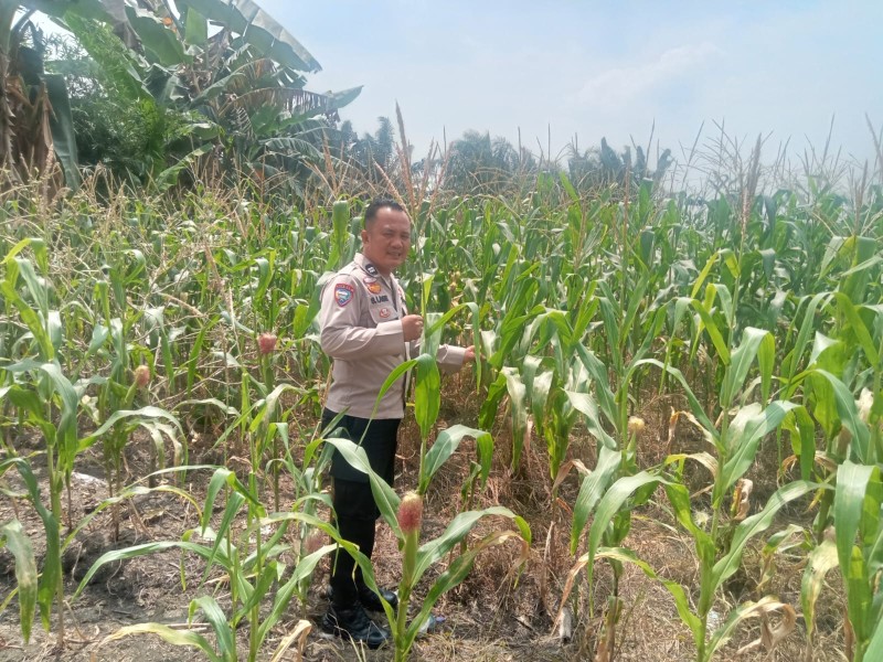 Cek Perkembangan Jagung Ketahanan Pangan, Polsek TPTM Pastikan Tanaman Tumbuh Subur hingga Siap Panen