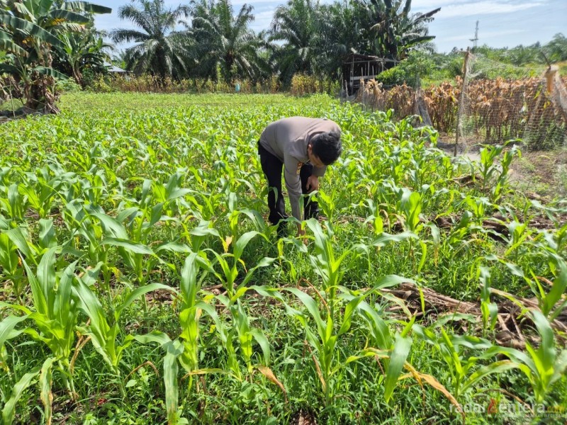 Dukung Program Ketahanan Pangan Nasional, Polsek TPTM Rutin Pantau Perkembangan Tanaman Jagung