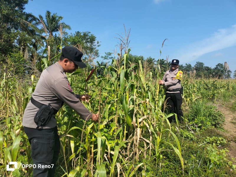 Polsek Bagan Sinembah Intensif Pantau Pertumbuhan Jagung, Perkuat Dukungan Polri untuk Ketahanan Pangan Nasional