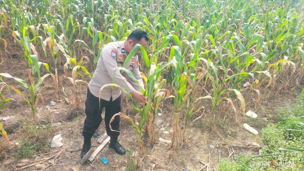Polsek Tanah Putih Tanjung Melawan Pastikan Tanaman Jagung Tumbuh Optimal, Program Ketahanan Pangan Terus Dipantau Hingga Panen