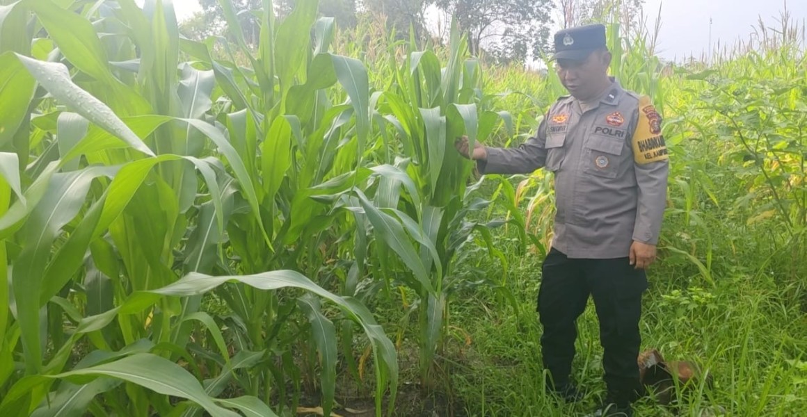 Bhabinkamtibmas Bukit Kapur Pantau Pertumbuhan Jagung Pipil, Dukung Program Ketahanan Pangan Nasional