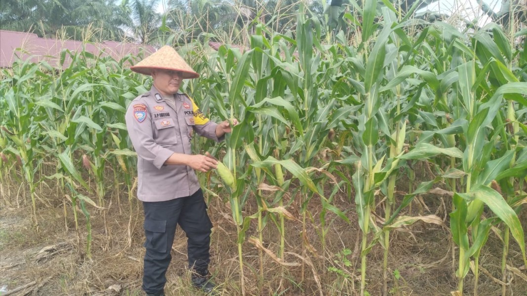 Jagung Ketahanan Pangan di Polsek TPTM Mulai Berbuah, Personel Rutin Pantau Hingga Masa Panen