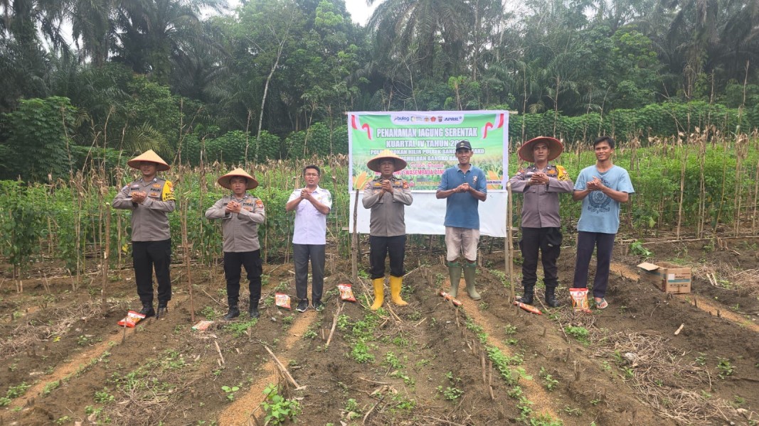 Polsek Bangko Pusako Bersama Warga Tanam Jagung, Perkuat Ketahanan Pangan di Rokan Hilir