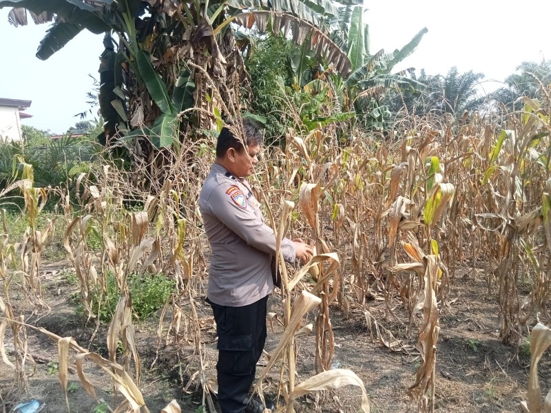 Jagung Mulai Berbuah, Polsek TPTM Pantau Ketahanan Pangan 0,25 Hektare