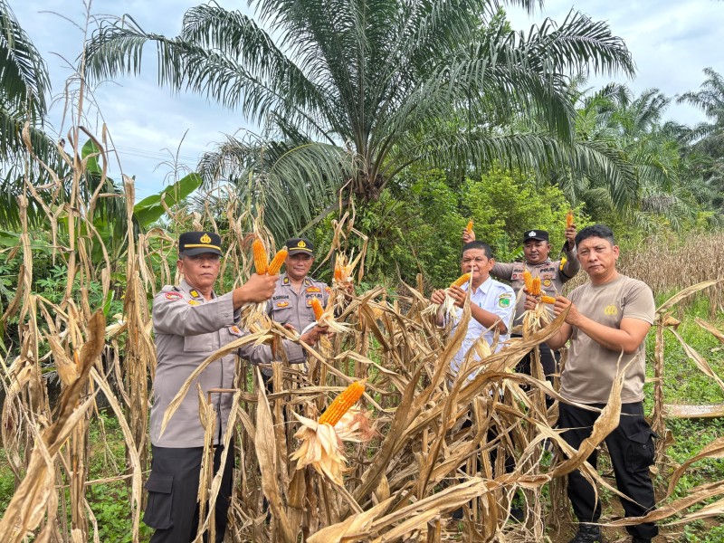 Panen Jagung Kuartal III, Polsek Bagan Sinembah Perkuat Ketahanan Pangan Nasional Lewat Program Asta Cita