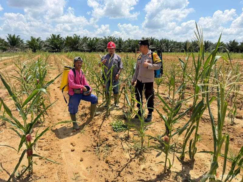 Polsek Pujud dan PT TMP Rawat Program Ketahanan Pangan, Jagung Pipil di Lahan 2 Hektare Terus Dipantau
