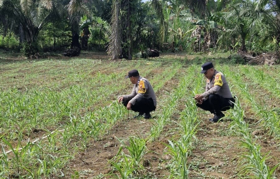 Polsek Bagan Sinembah Kawal Ketat Pertumbuhan Jagung di Lahan Ketahanan Pangan, Siapkan Panen Optimal untuk Dukung Asta Cita Presiden