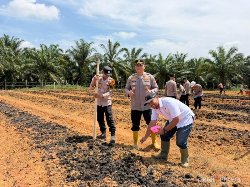 Polsek Pujud Tanam Jagung 2 Hektare, Dukung Program Asta Cita Presiden RI