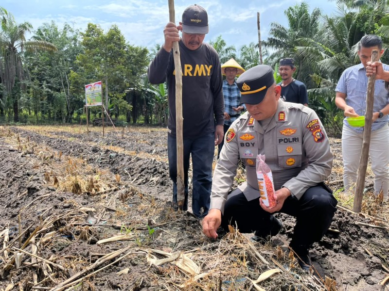 Polsek Bukit Kapur Tanam Jagung 0,5 Hektare, Perkuat Swasembada Pangan Nasional Kuartal III 2026