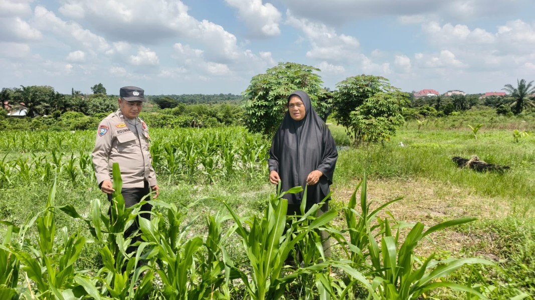 Dukung Ketahanan Pangan Nasional, Bhabinkamtibmas Polsek Bukit Kapur Cek Lahan Jagung Bersama Petani
