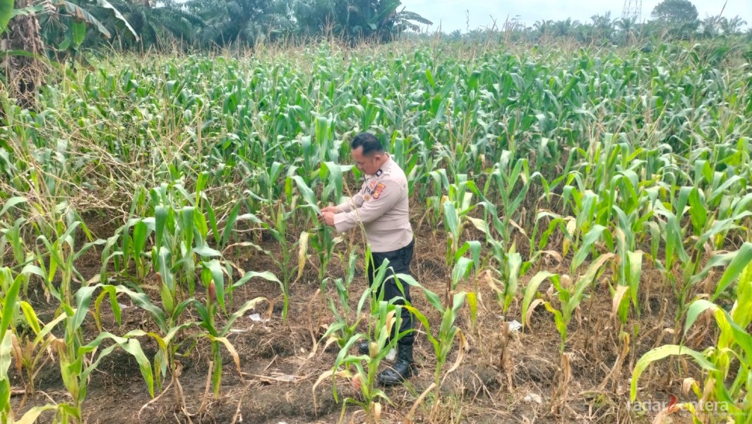 Polsek TPTM Rutin Pantau Lahan Ketahanan Pangan, Tanaman Jagung Tunjukkan Hasil Positif