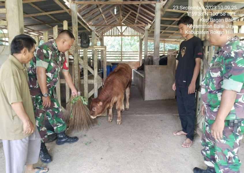 Cegah PMK, Babinsa Koramil 03/Bgs Kembali Pantau Kesehatan Ternak