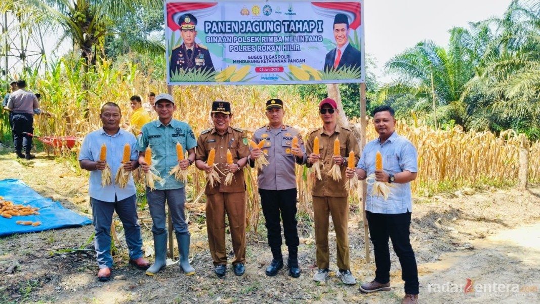 Polsek Rimba Melintang dan PT Gunung Mas Raya Gelar Panen Jagung Dukung Ketahanan Pangan Nasional