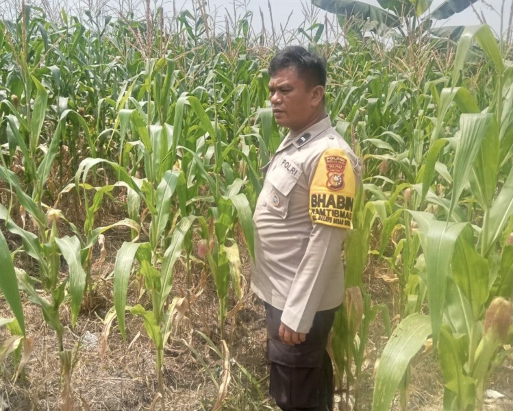 Pantau Ketahanan Pangan, Polsek Tanah Putih Tanjung Melawan Pastikan Tanaman Jagung Tumbuh Subur dan Mulai Berbuah