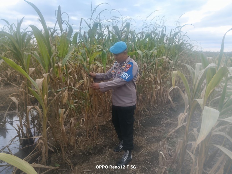 Dukung Ketahanan Pangan, Polsek TPTM Pantau Tanaman Jagung, Pertumbuhan Baik dan Mulai Berbuah