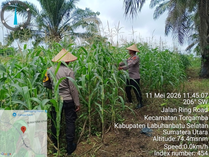 Polsek Bagan Sinembah Kawal Program Ketahanan Pangan, Tanaman Jagung Tumbuh Subur