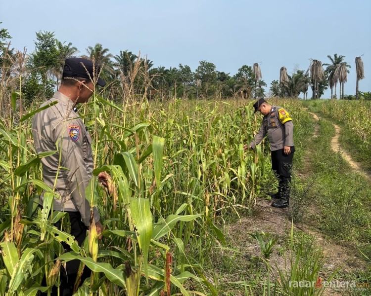 Polsek Bagan Sinembah Intensif Pantau Pertumbuhan Jagung, Perkuat Ketahanan Pangan Dukung Asta Cita Presiden